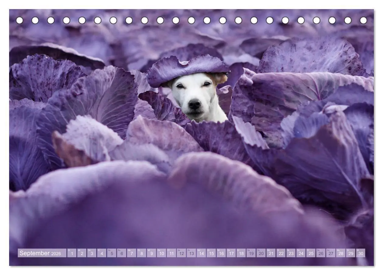 Bild: 9783457951651 | Die Parson-Russell-Terrier ...mit neuen Abenteuern aus der...