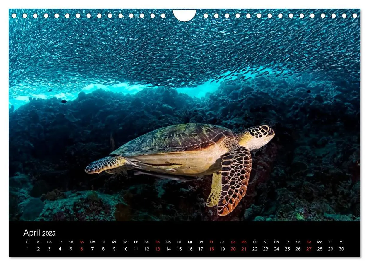 Bild: 9783435611751 | Fischschwärme (Wandkalender 2025 DIN A4 quer), CALVENDO Monatskalender