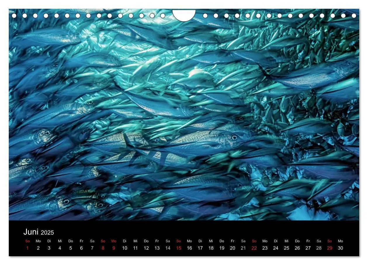 Bild: 9783435611751 | Fischschwärme (Wandkalender 2025 DIN A4 quer), CALVENDO Monatskalender