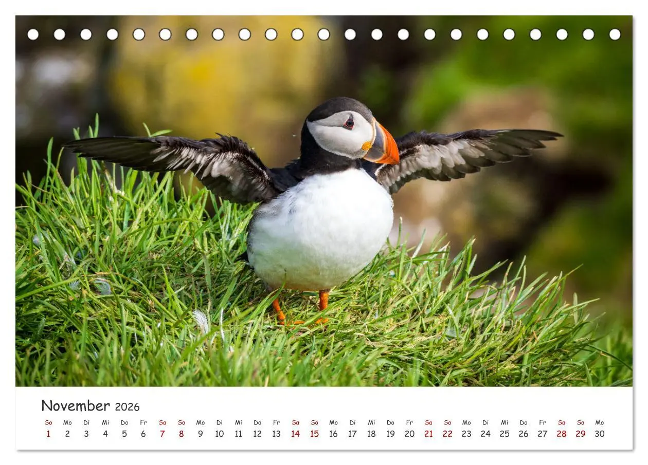 Bild: 9783457561751 | Die Welt der Papageientaucher - Islands Wildvögel (Tischkalender...