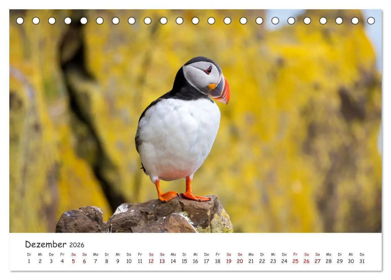 Bild: 9783457561751 | Die Welt der Papageientaucher - Islands Wildvögel (Tischkalender...