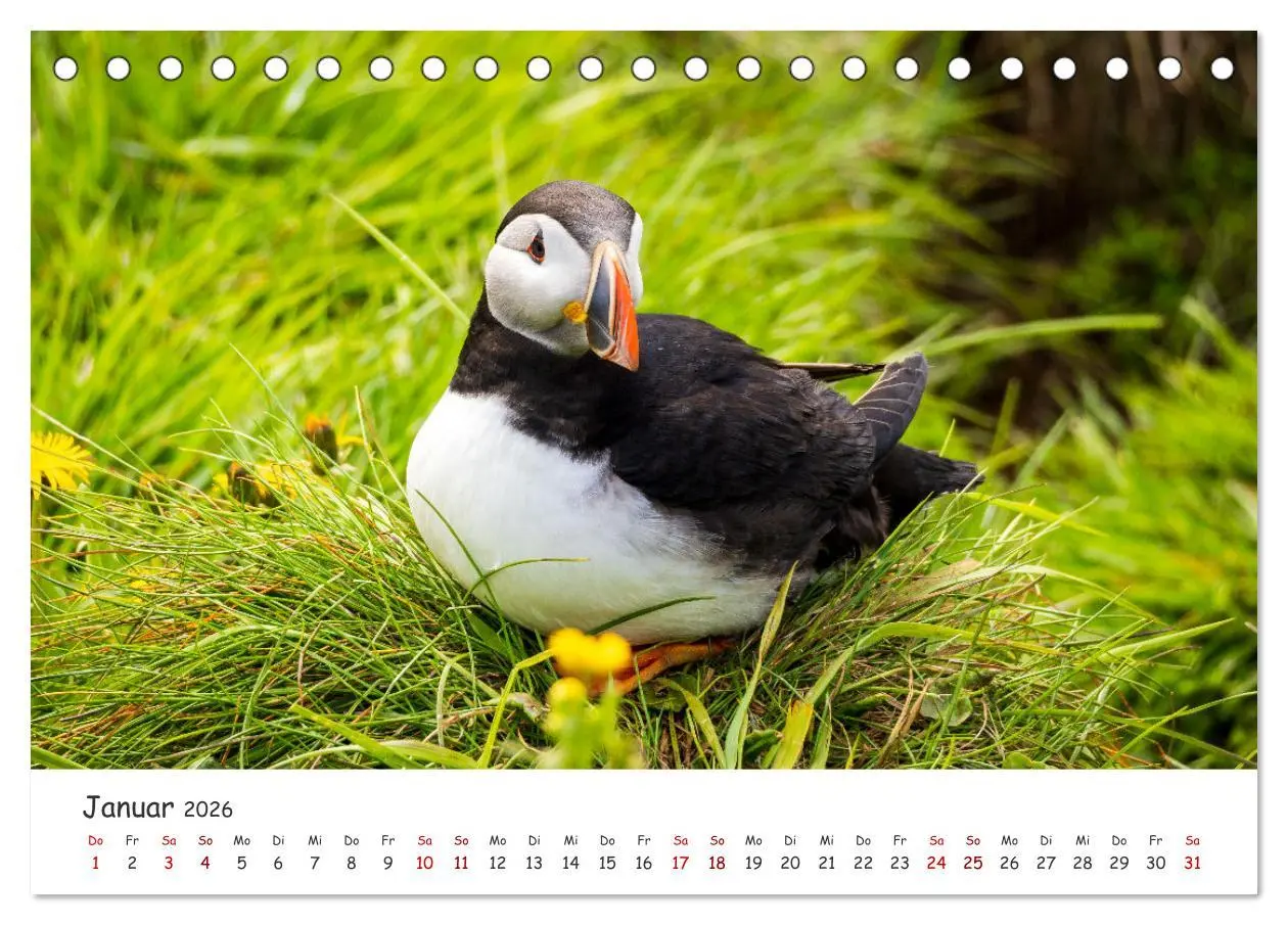 Bild: 9783457561751 | Die Welt der Papageientaucher - Islands Wildvögel (Tischkalender...