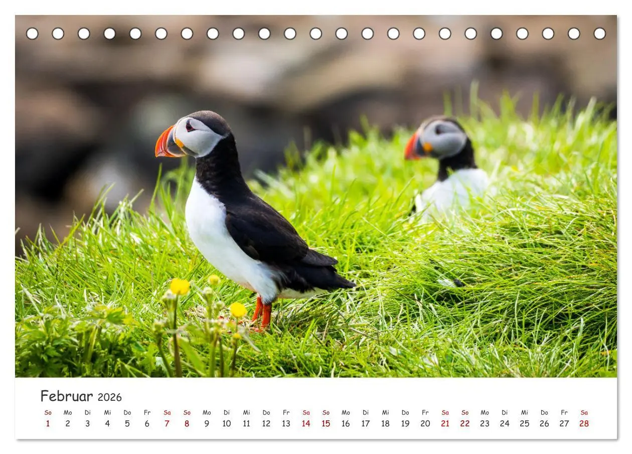 Bild: 9783457561751 | Die Welt der Papageientaucher - Islands Wildvögel (Tischkalender...