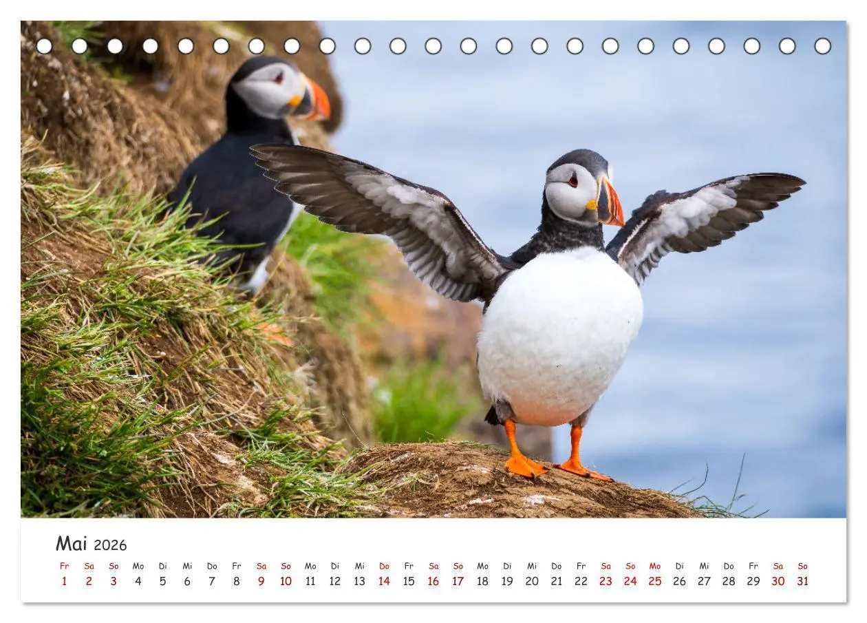 Bild: 9783457561751 | Die Welt der Papageientaucher - Islands Wildvögel (Tischkalender...