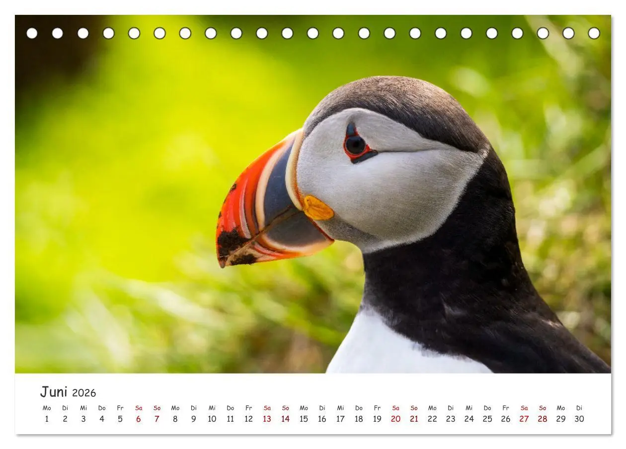Bild: 9783457561751 | Die Welt der Papageientaucher - Islands Wildvögel (Tischkalender...