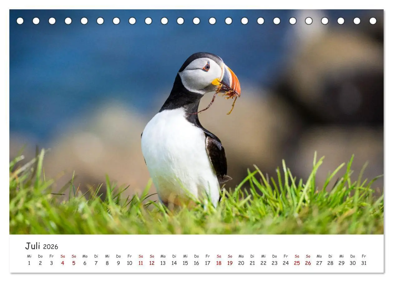 Bild: 9783457561751 | Die Welt der Papageientaucher - Islands Wildvögel (Tischkalender...