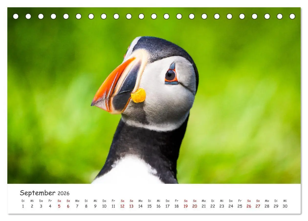 Bild: 9783457561751 | Die Welt der Papageientaucher - Islands Wildvögel (Tischkalender...