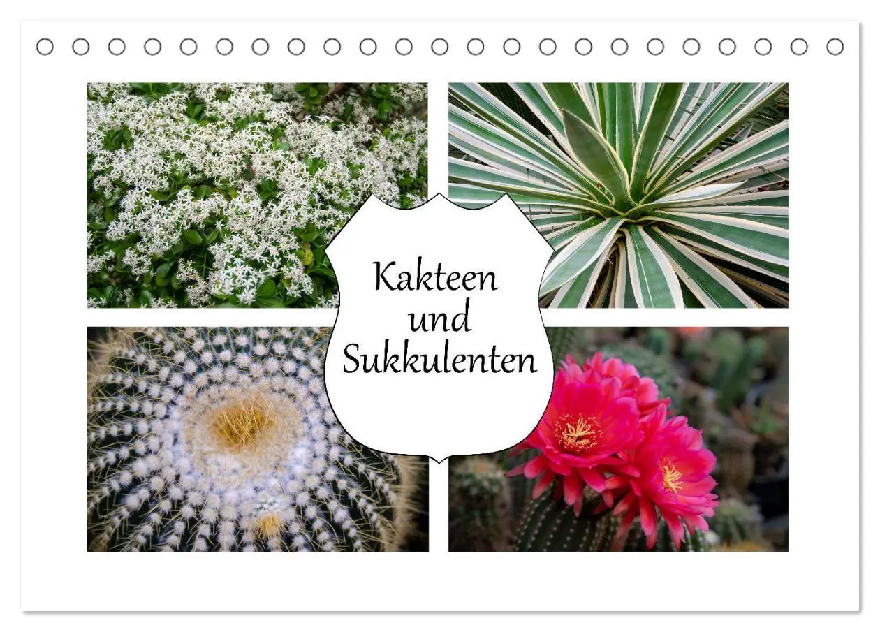 Cover: 9783457791851 | Kakteen und Sukkulenten (Tischkalender 2026 DIN A5 quer), CALVENDO...