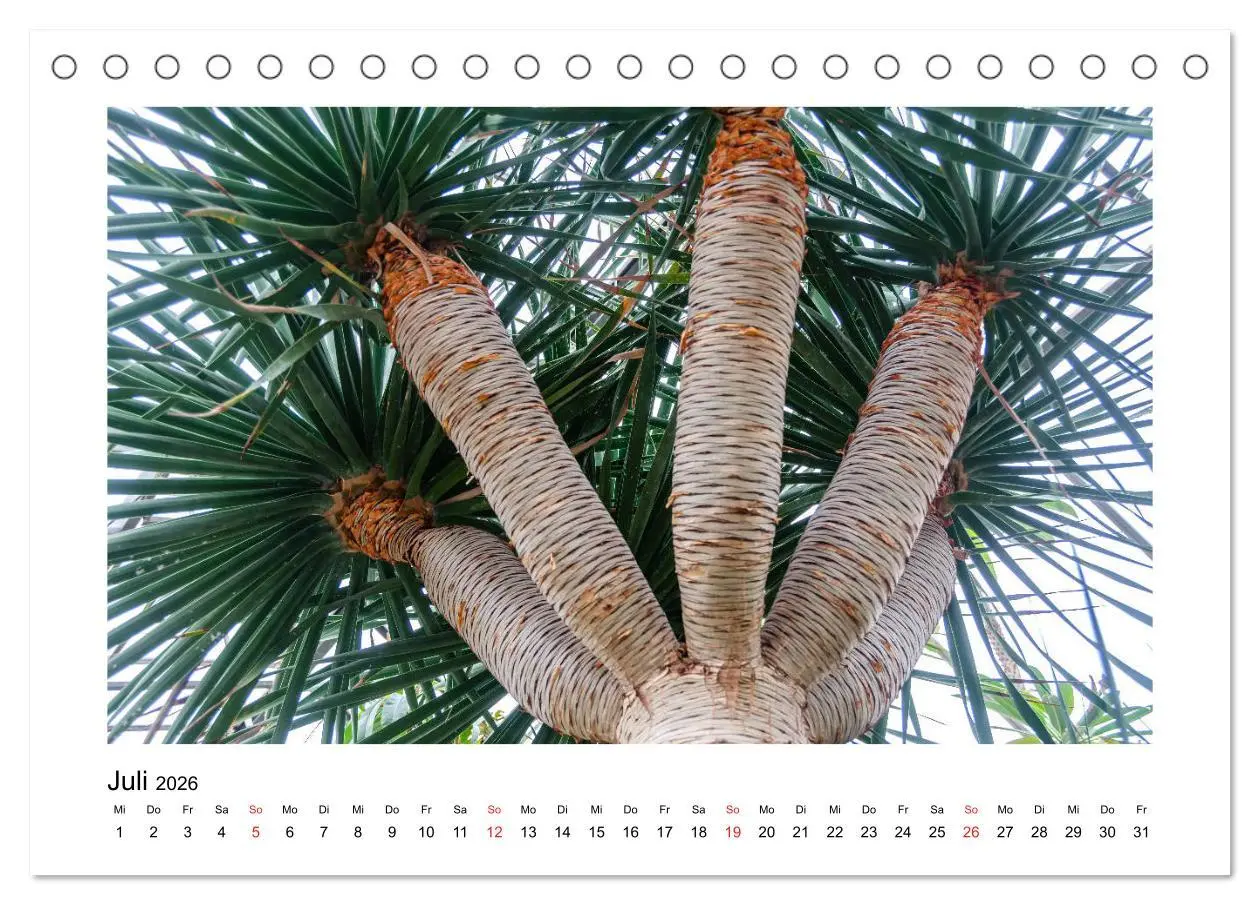 Bild: 9783457791851 | Kakteen und Sukkulenten (Tischkalender 2026 DIN A5 quer), CALVENDO...