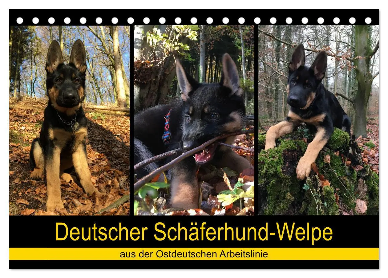 Cover: 9783457861851 | Deutscher Schäferhund-Welpe - aus der Ostdeutschen Arbeitslinie...