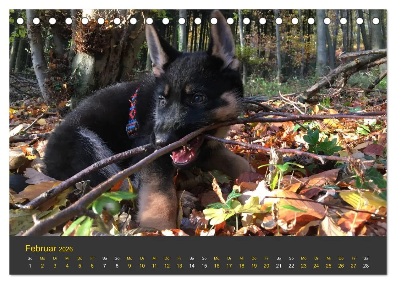Bild: 9783457861851 | Deutscher Schäferhund-Welpe - aus der Ostdeutschen Arbeitslinie...