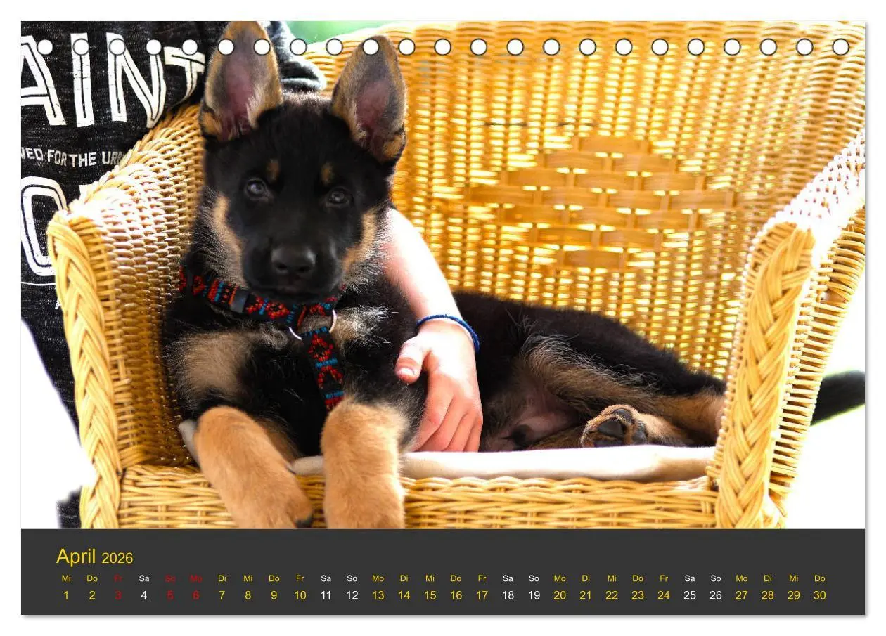 Bild: 9783457861851 | Deutscher Schäferhund-Welpe - aus der Ostdeutschen Arbeitslinie...