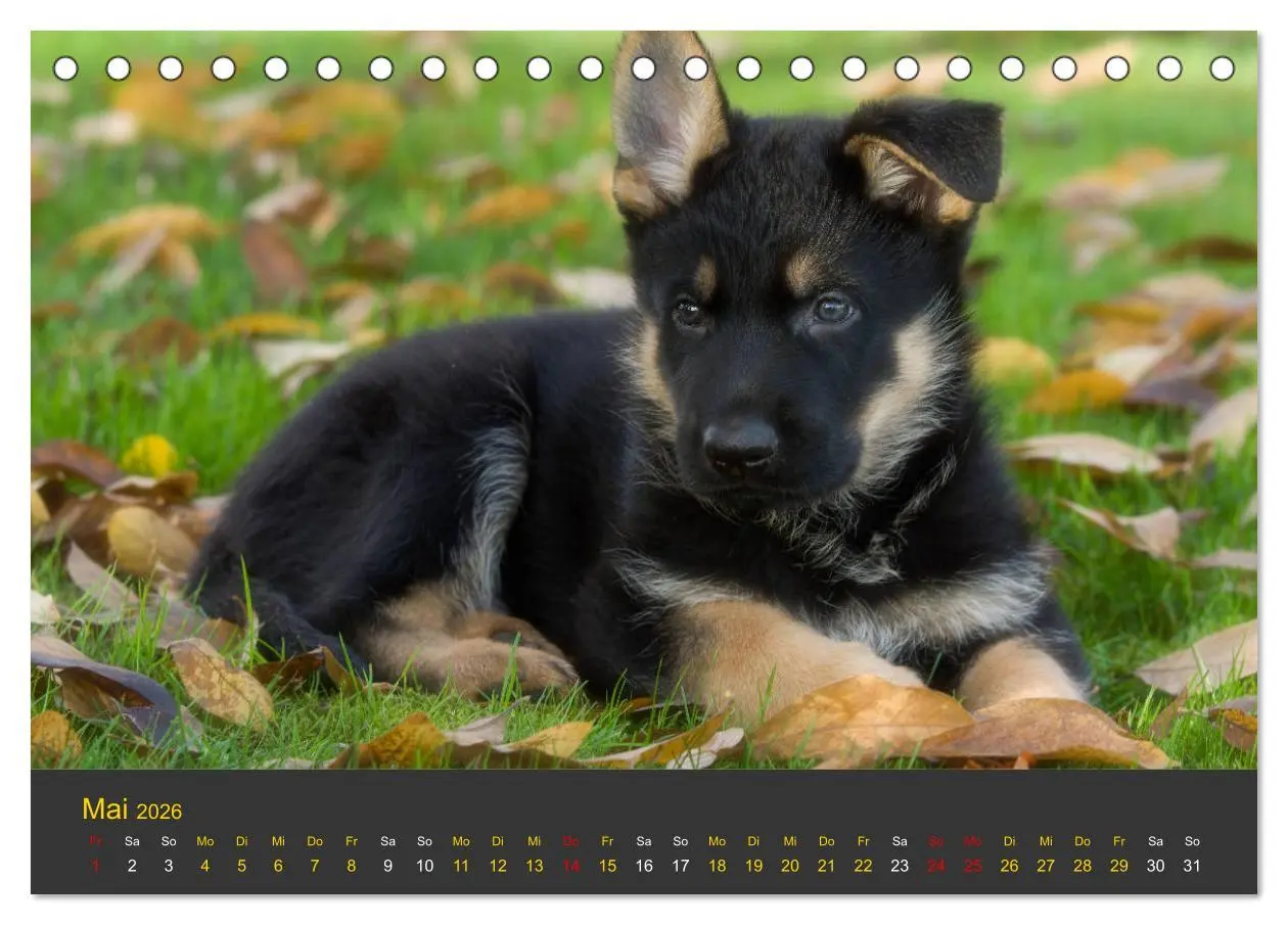Bild: 9783457861851 | Deutscher Schäferhund-Welpe - aus der Ostdeutschen Arbeitslinie...