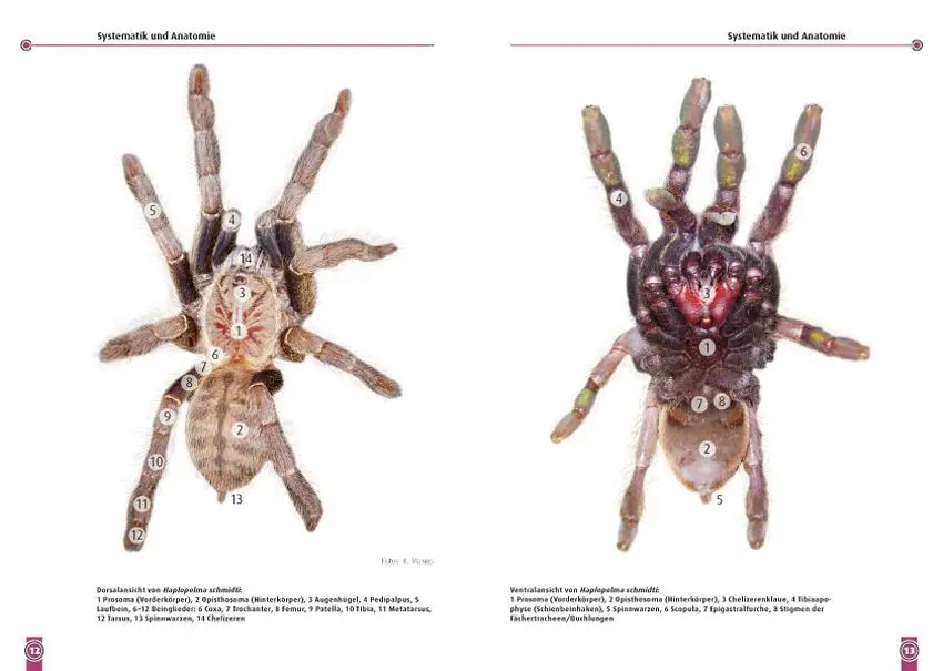 Bild: 9783866591851 | Die Blaue Thai-Vogelspinne | Haplopelma Lividum | Karin Manns | Buch