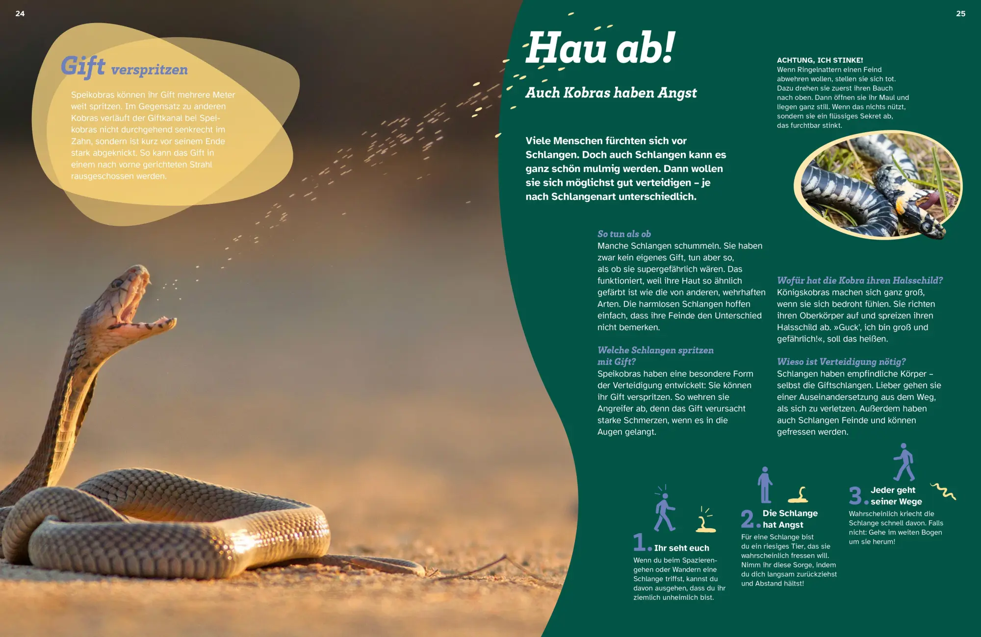 Bild: 9783788681951 | WAS IST WAS Schlangen. Schuppenhaut und Supersinne | Johanna Prinz