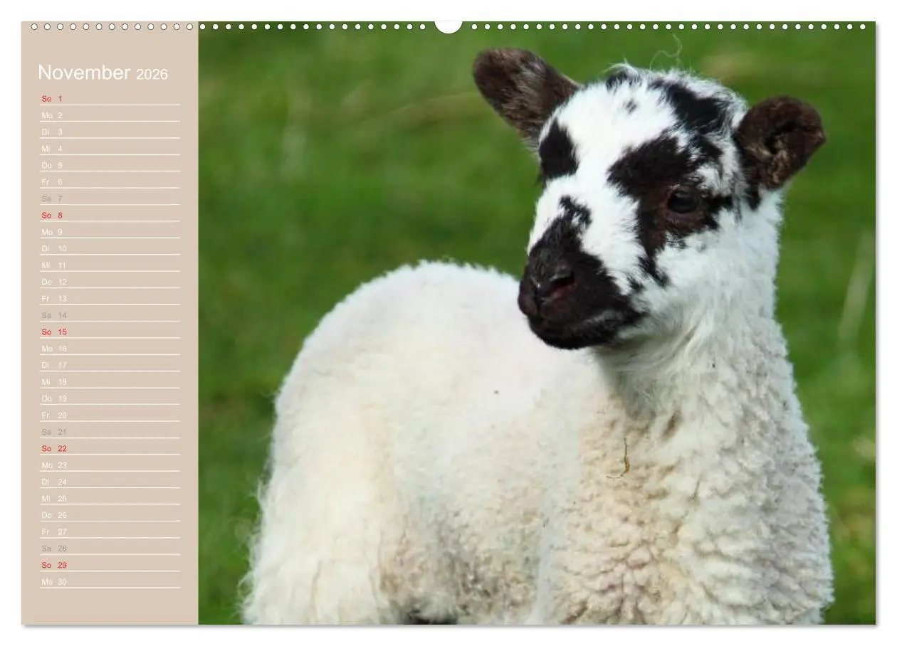 Bild: 9783516142051 | Schafe / Geburtstagskalender (hochwertiger Premium Wandkalender...
