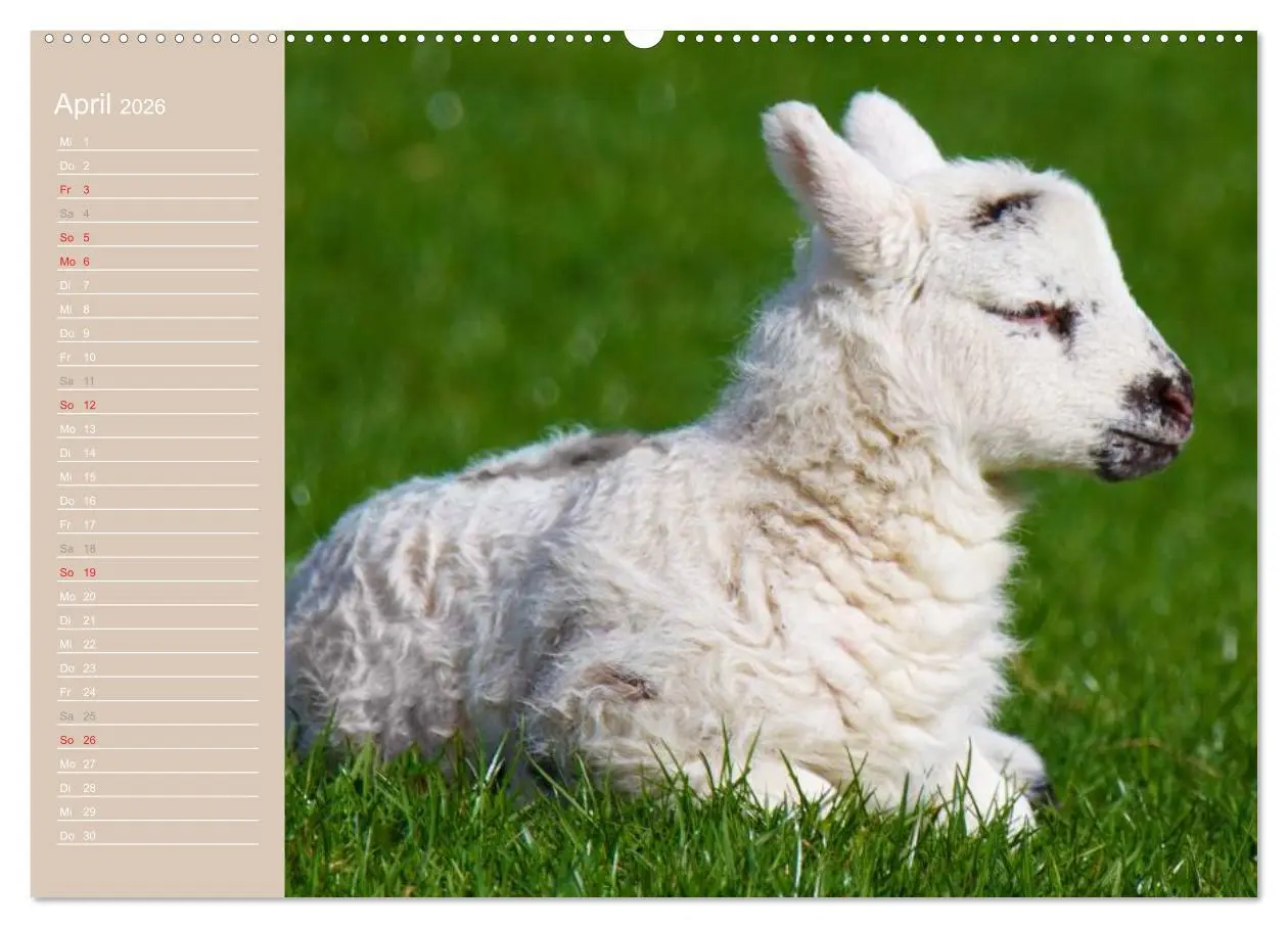 Bild: 9783516142051 | Schafe / Geburtstagskalender (hochwertiger Premium Wandkalender...
