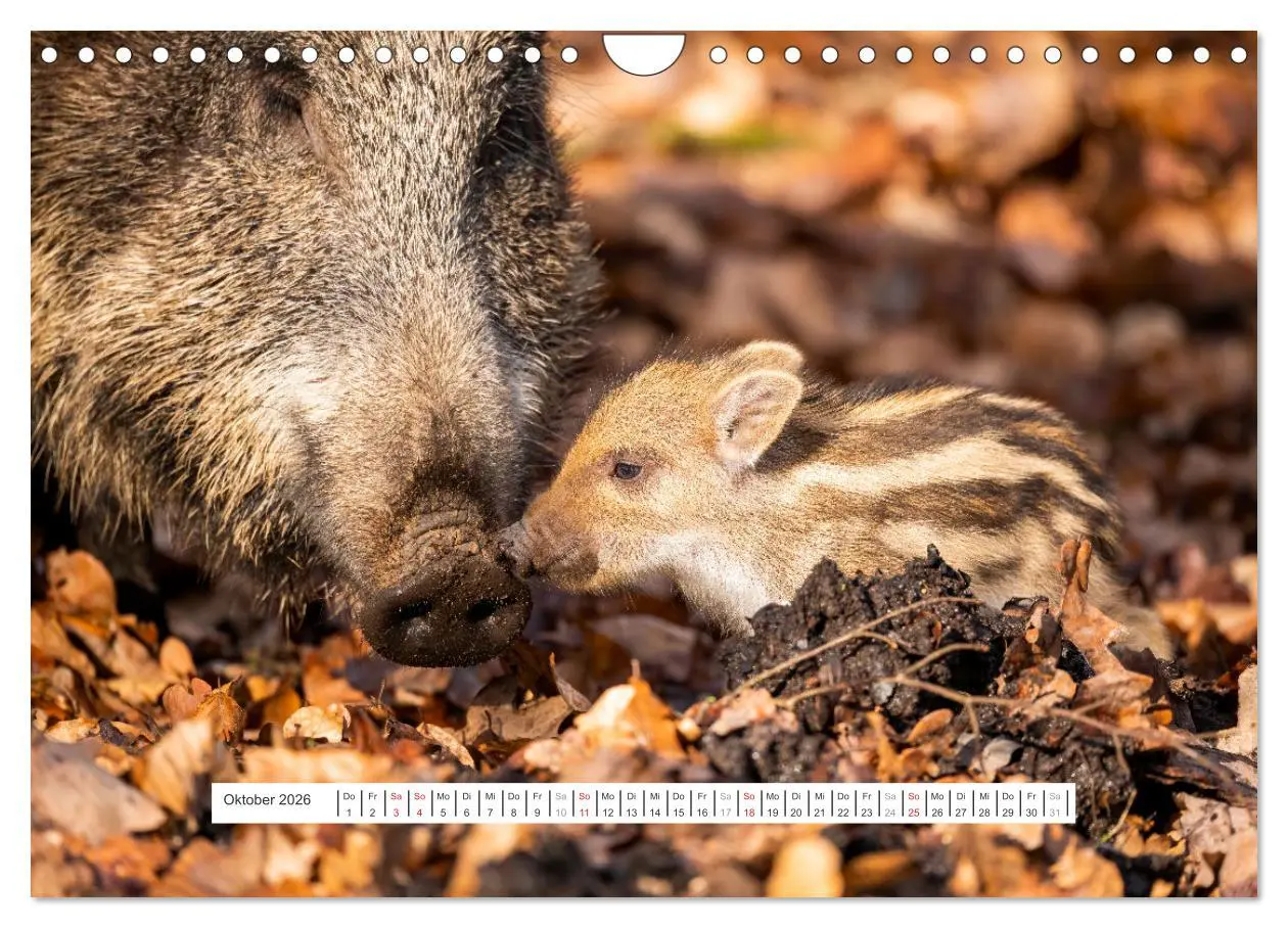 Bild: 9783457662151 | Faszination Schwarzwild (Wandkalender 2026 DIN A4 quer), CALVENDO...