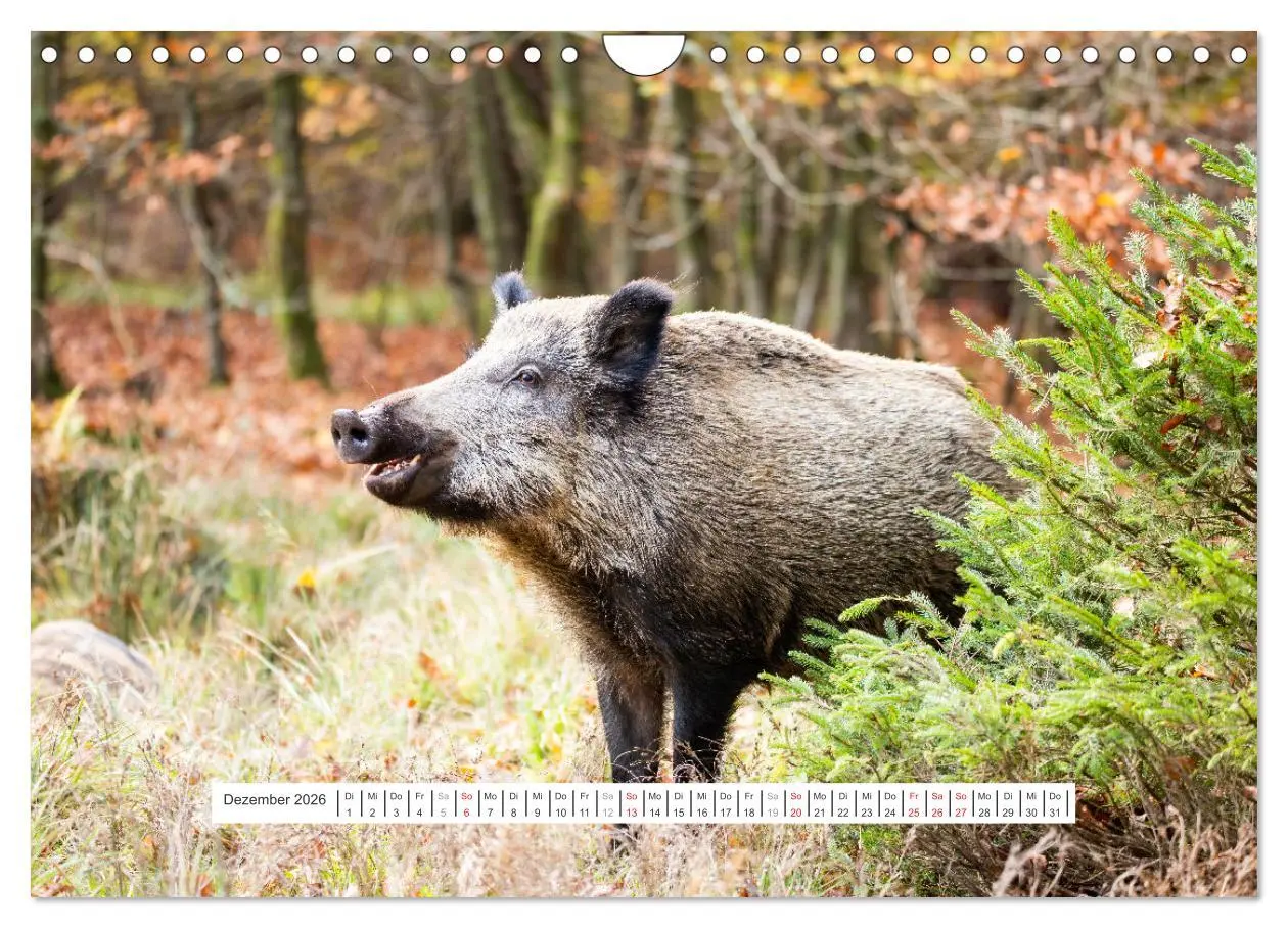 Bild: 9783457662151 | Faszination Schwarzwild (Wandkalender 2026 DIN A4 quer), CALVENDO...