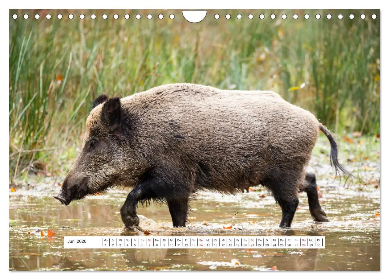 Bild: 9783457662151 | Faszination Schwarzwild (Wandkalender 2026 DIN A4 quer), CALVENDO...