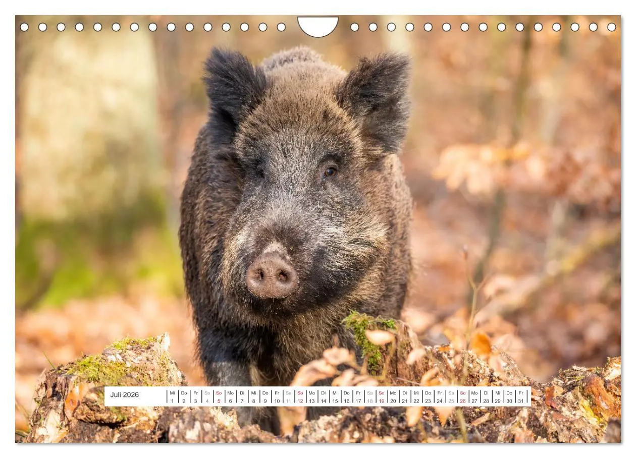 Bild: 9783457662151 | Faszination Schwarzwild (Wandkalender 2026 DIN A4 quer), CALVENDO...