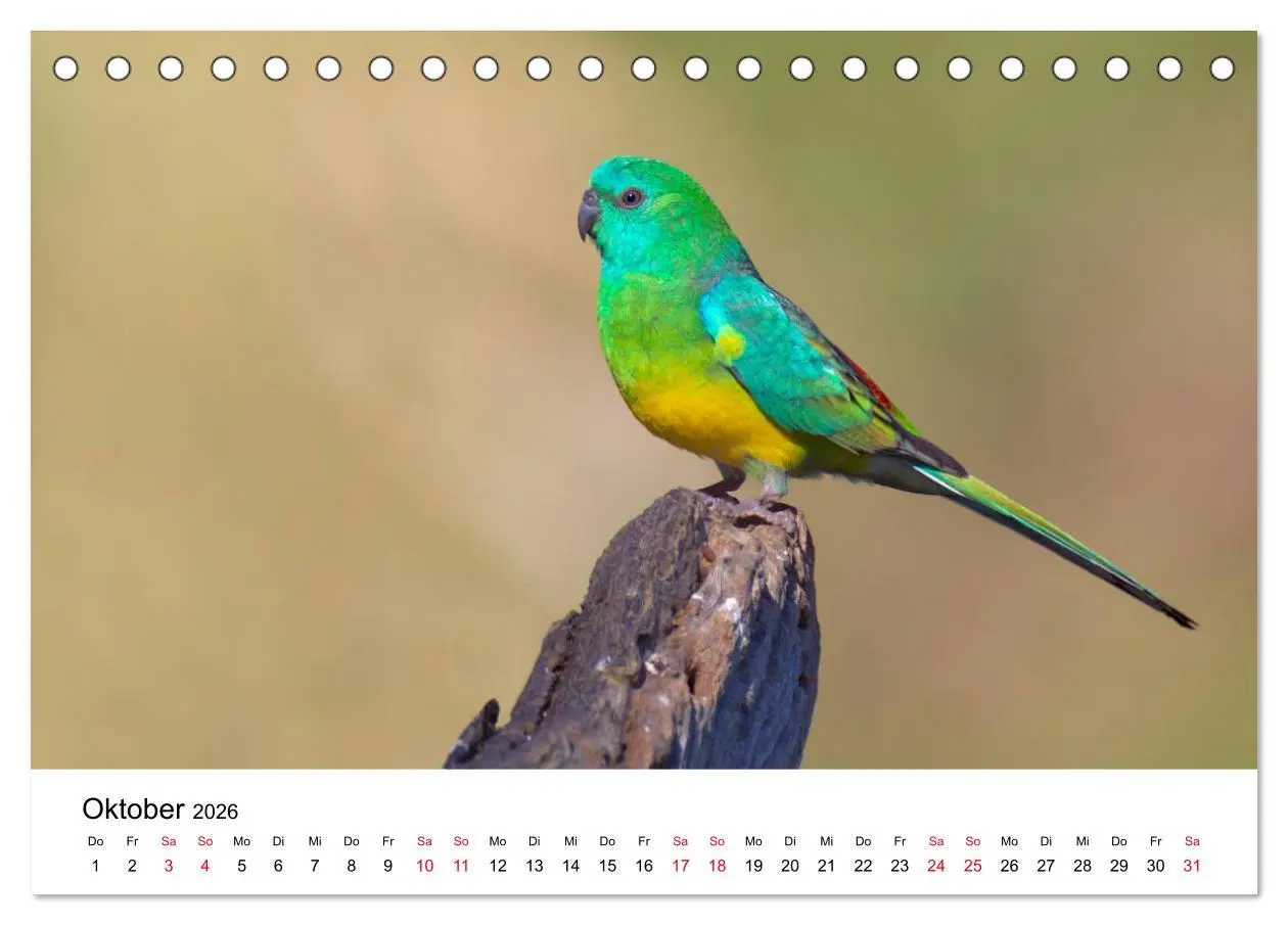 Bild: 9783516062151 | Australische Papageien (Tischkalender 2026 DIN A5 quer), CALVENDO...