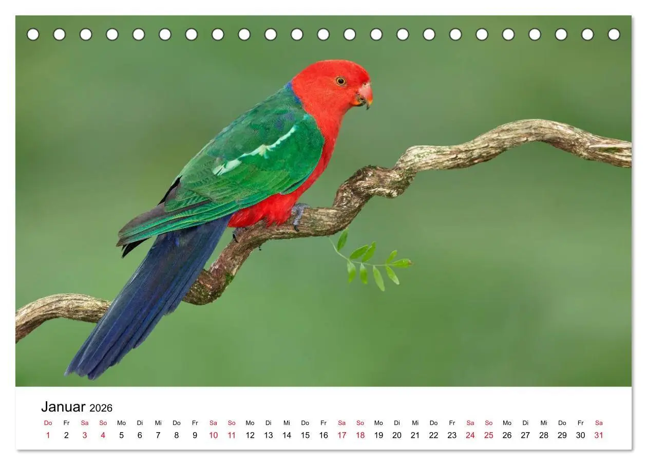 Bild: 9783516062151 | Australische Papageien (Tischkalender 2026 DIN A5 quer), CALVENDO...