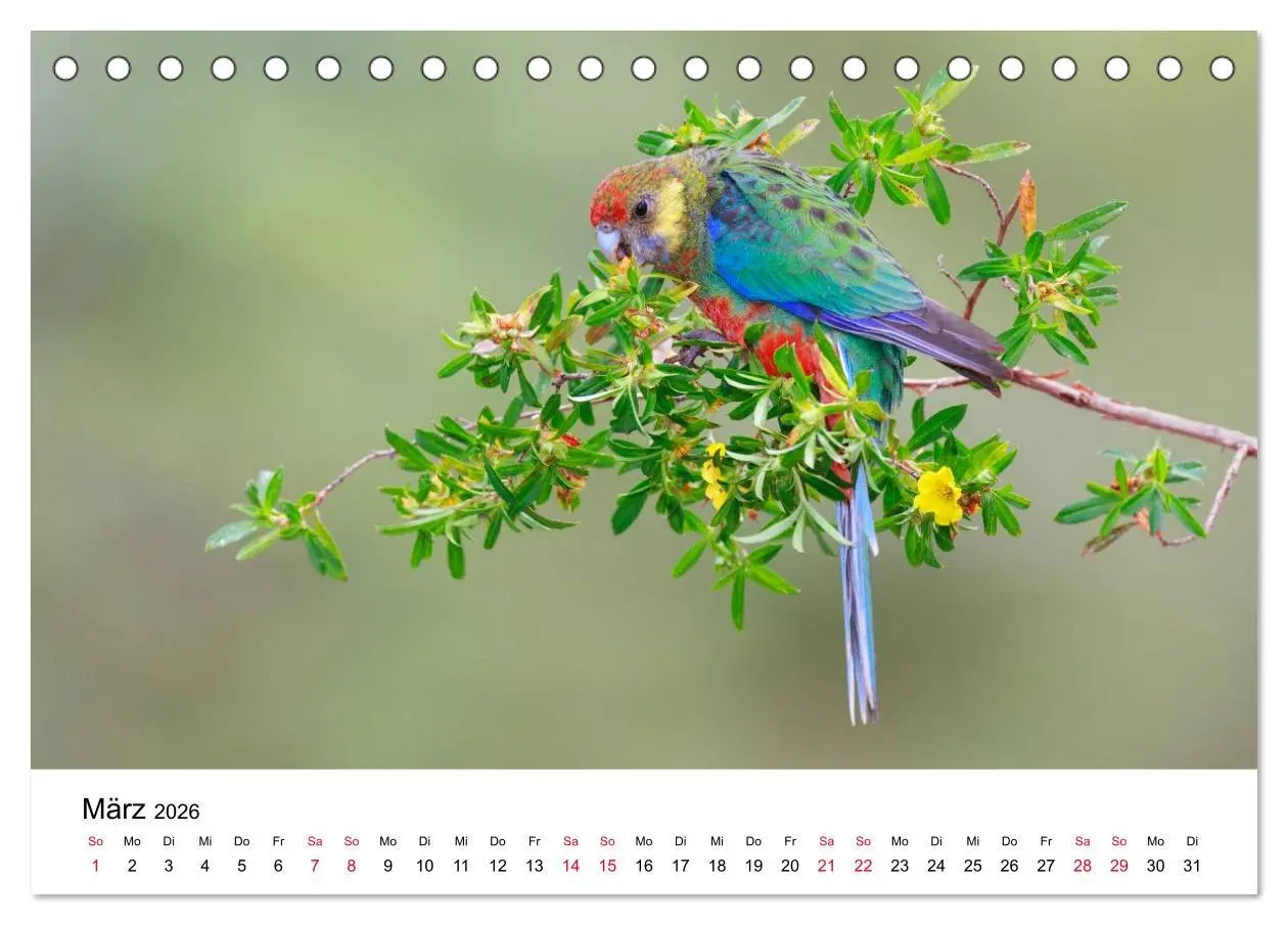 Bild: 9783516062151 | Australische Papageien (Tischkalender 2026 DIN A5 quer), CALVENDO...