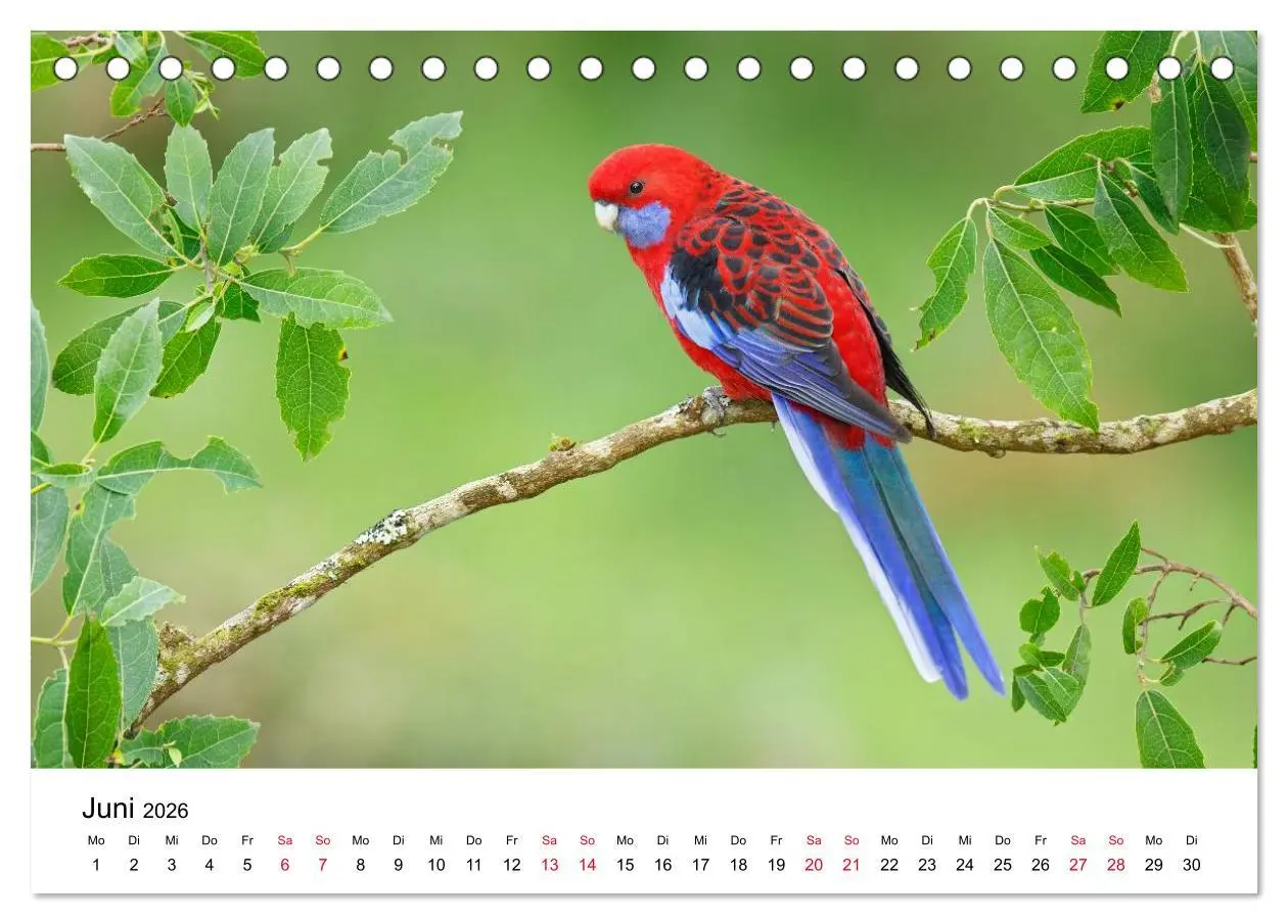 Bild: 9783516062151 | Australische Papageien (Tischkalender 2026 DIN A5 quer), CALVENDO...