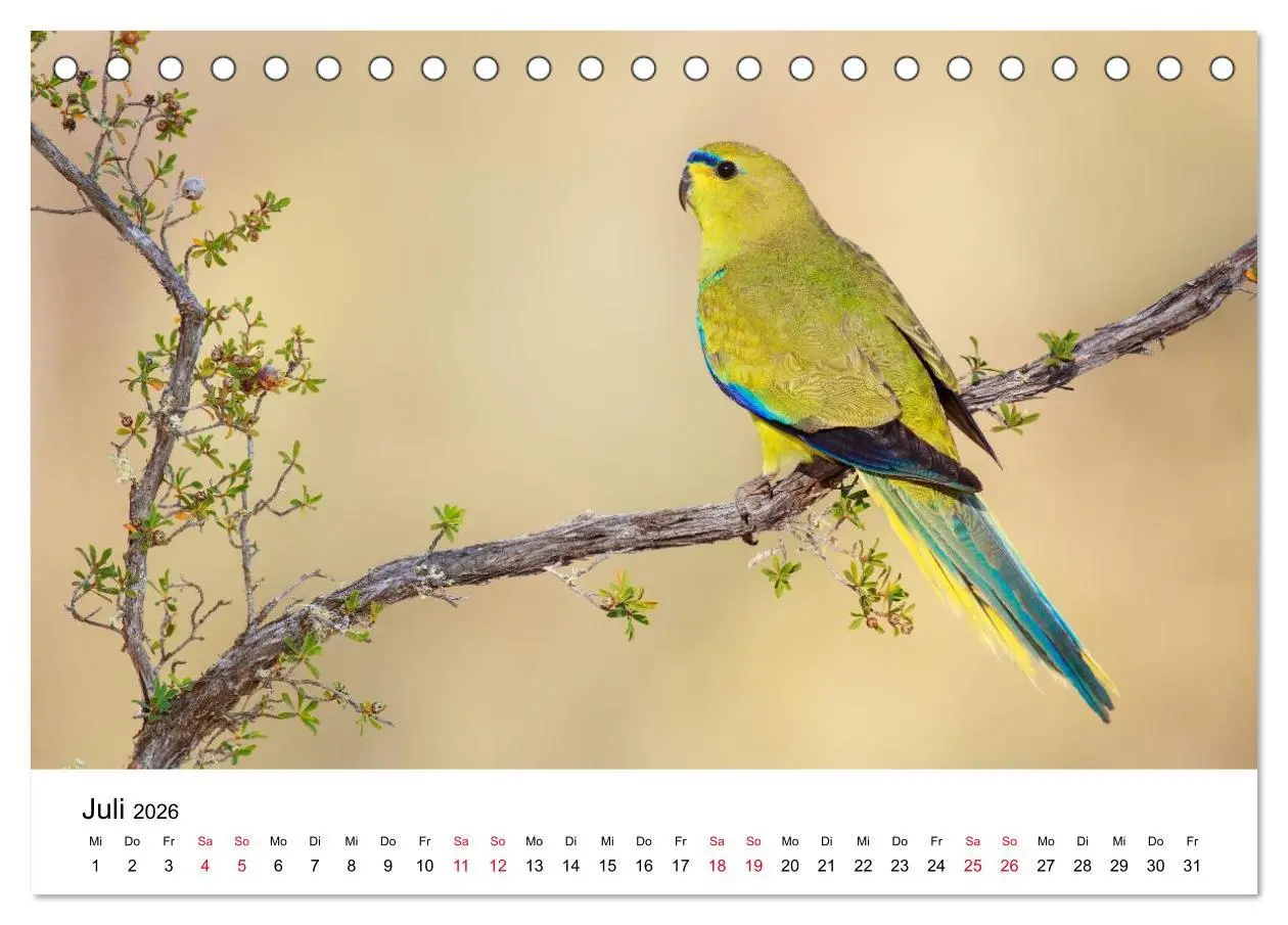 Bild: 9783516062151 | Australische Papageien (Tischkalender 2026 DIN A5 quer), CALVENDO...