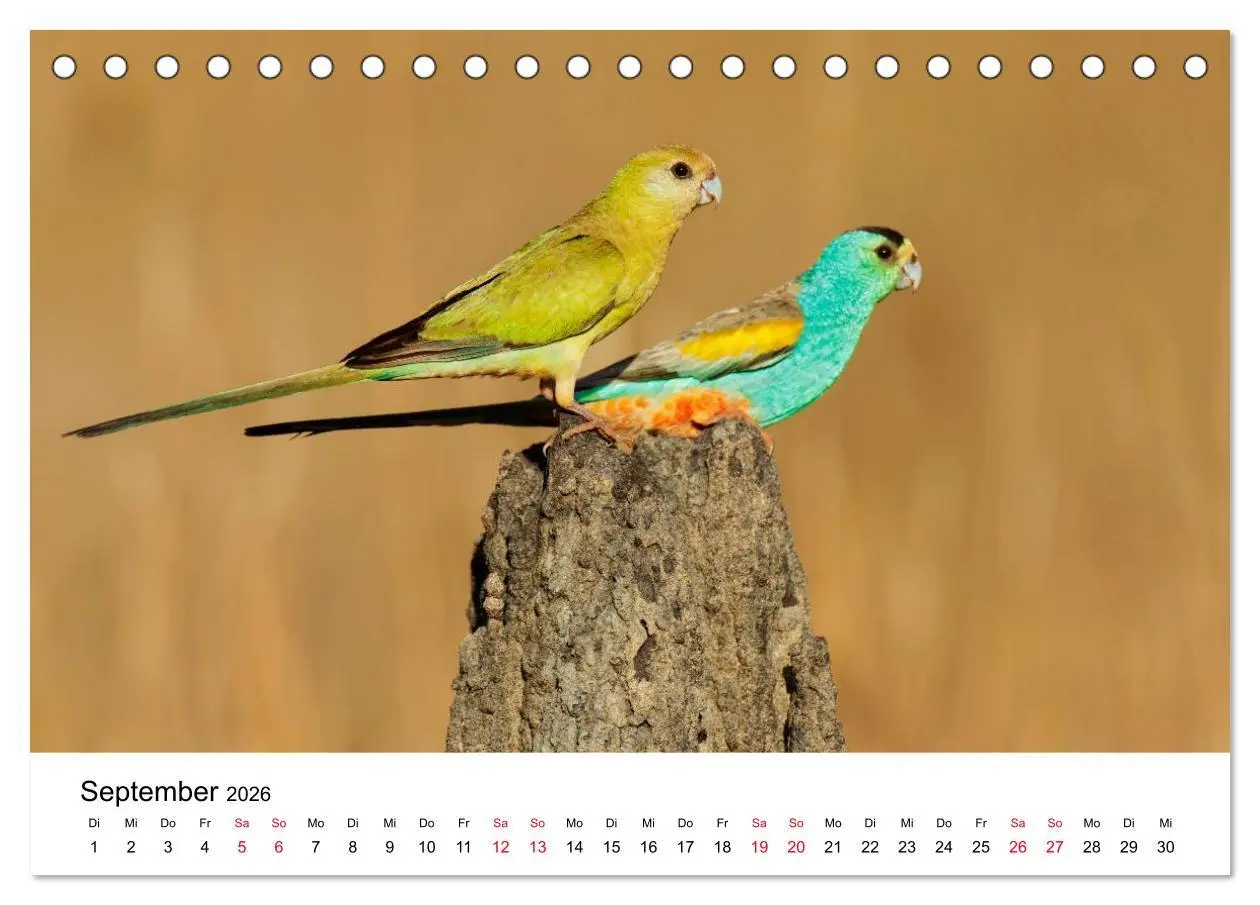Bild: 9783516062151 | Australische Papageien (Tischkalender 2026 DIN A5 quer), CALVENDO...