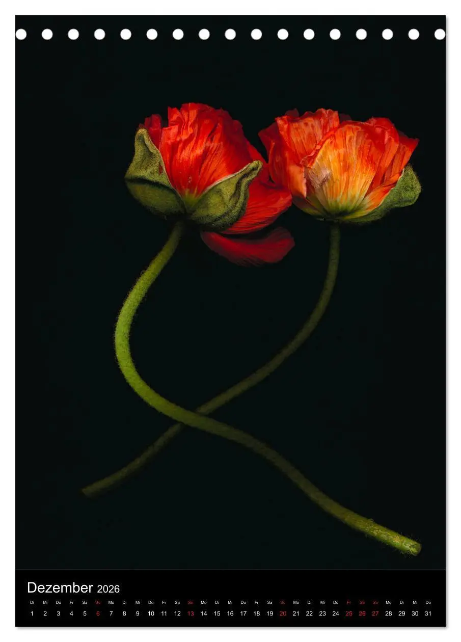 Bild: 9783516372151 | Blumen bei Nacht (Tischkalender 2026 DIN A5 hoch), CALVENDO...