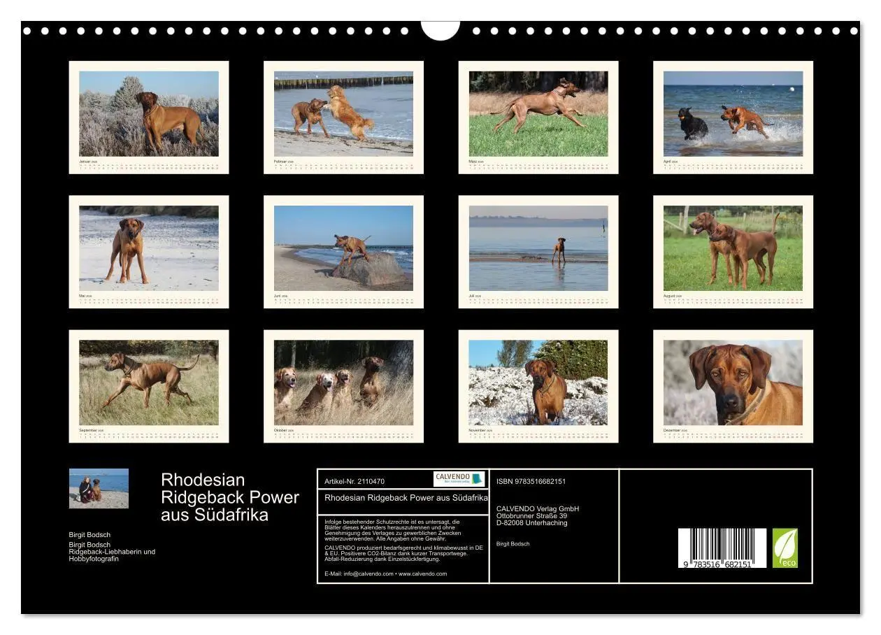 Bild: 9783516682151 | Rhodesian Ridgeback Power aus Südafrika (Wandkalender 2026 DIN A3...
