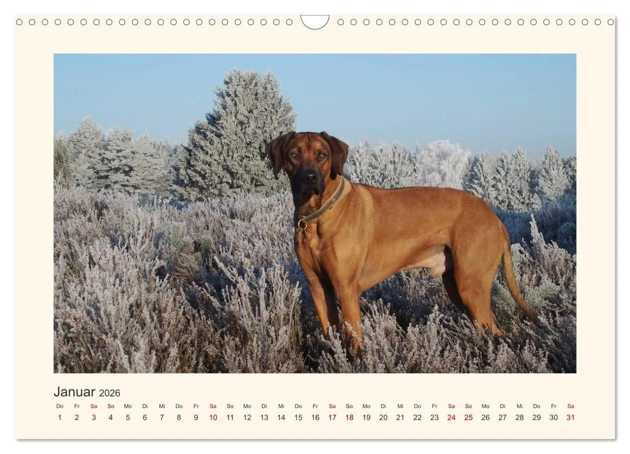 Bild: 9783516682151 | Rhodesian Ridgeback Power aus Südafrika (Wandkalender 2026 DIN A3...