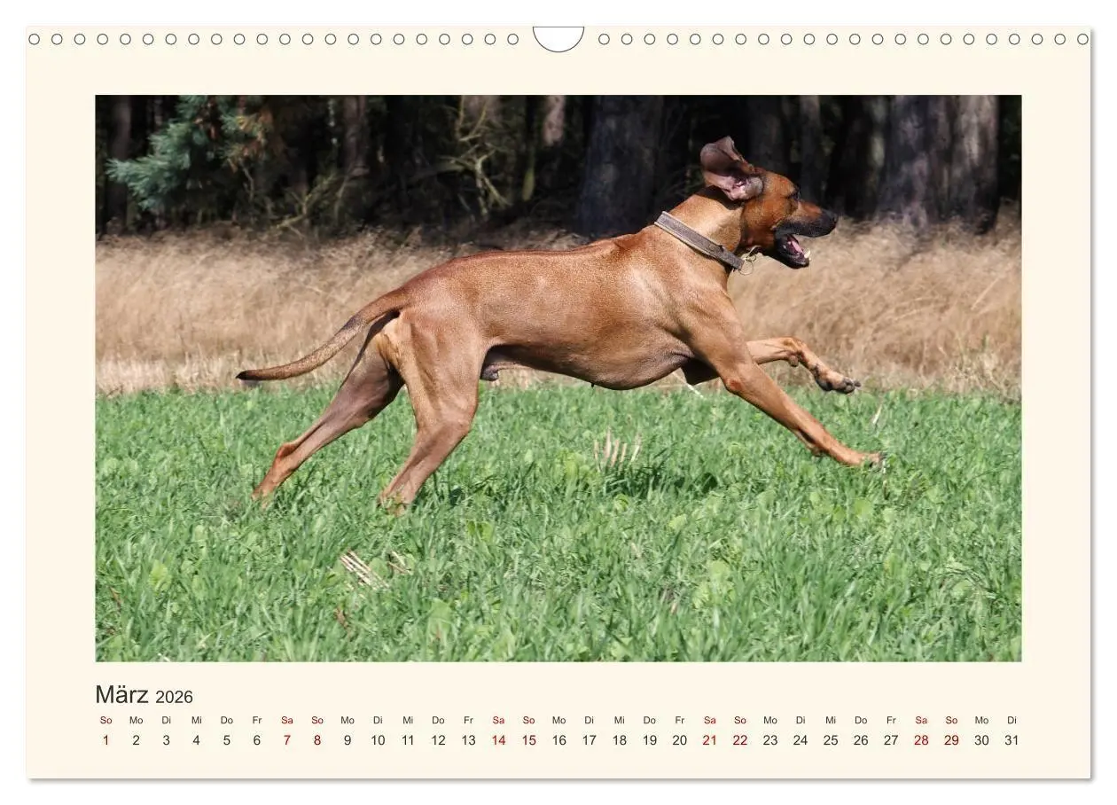 Bild: 9783516682151 | Rhodesian Ridgeback Power aus Südafrika (Wandkalender 2026 DIN A3...