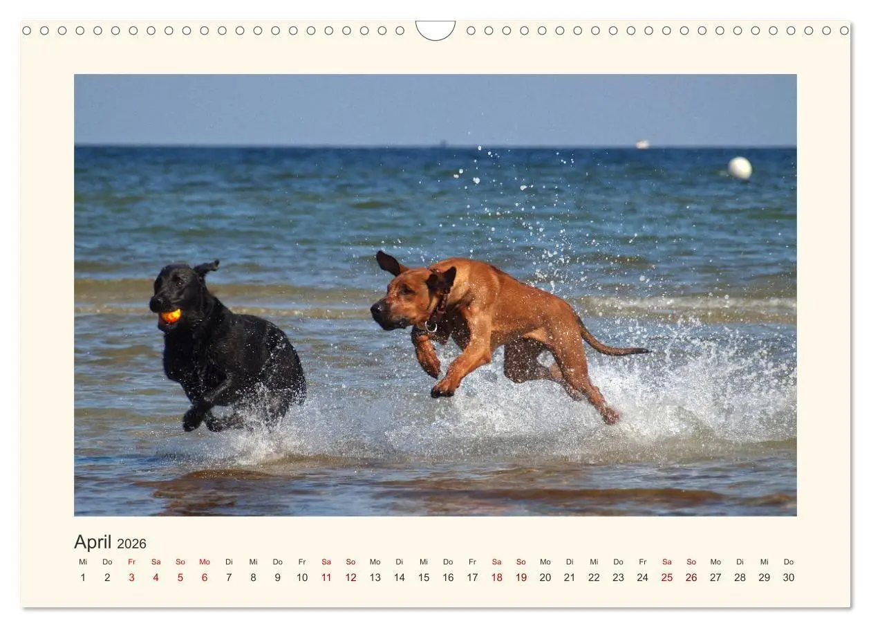 Bild: 9783516682151 | Rhodesian Ridgeback Power aus Südafrika (Wandkalender 2026 DIN A3...