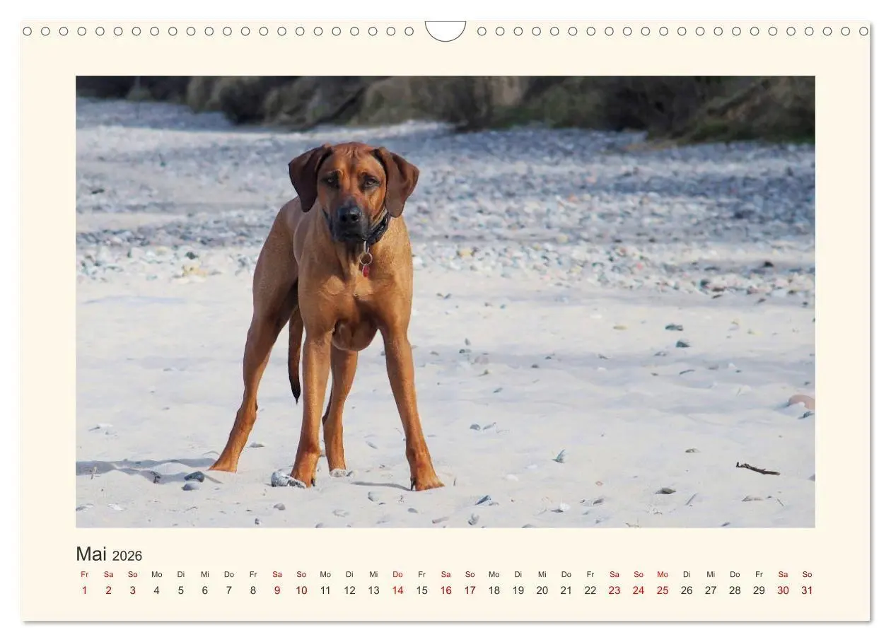 Bild: 9783516682151 | Rhodesian Ridgeback Power aus Südafrika (Wandkalender 2026 DIN A3...