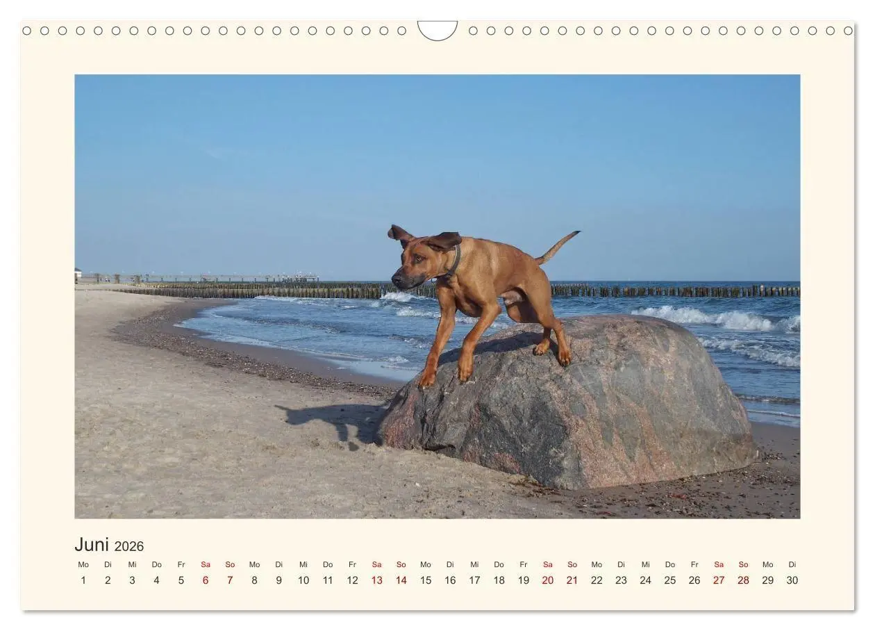 Bild: 9783516682151 | Rhodesian Ridgeback Power aus Südafrika (Wandkalender 2026 DIN A3...
