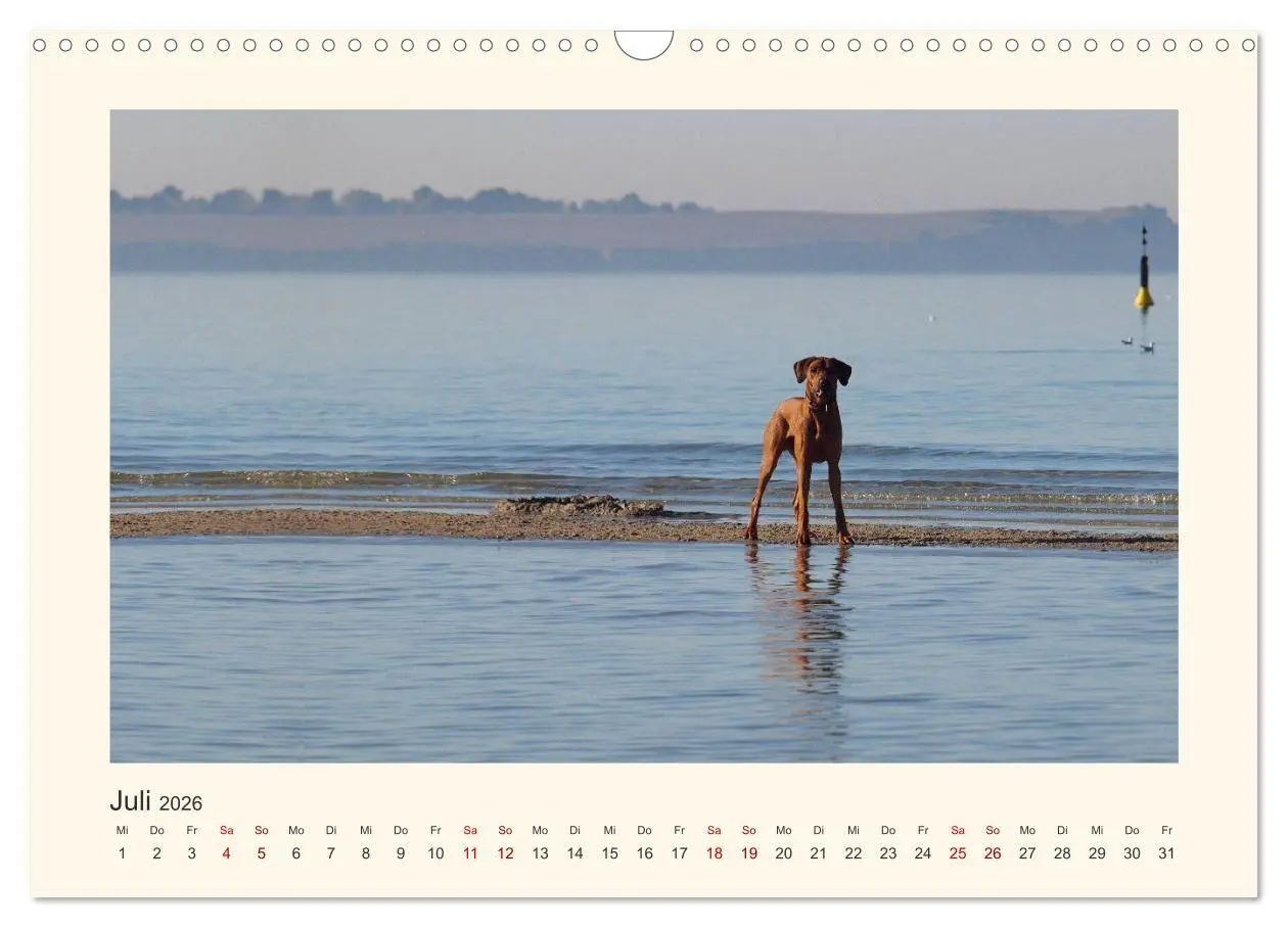 Bild: 9783516682151 | Rhodesian Ridgeback Power aus Südafrika (Wandkalender 2026 DIN A3...