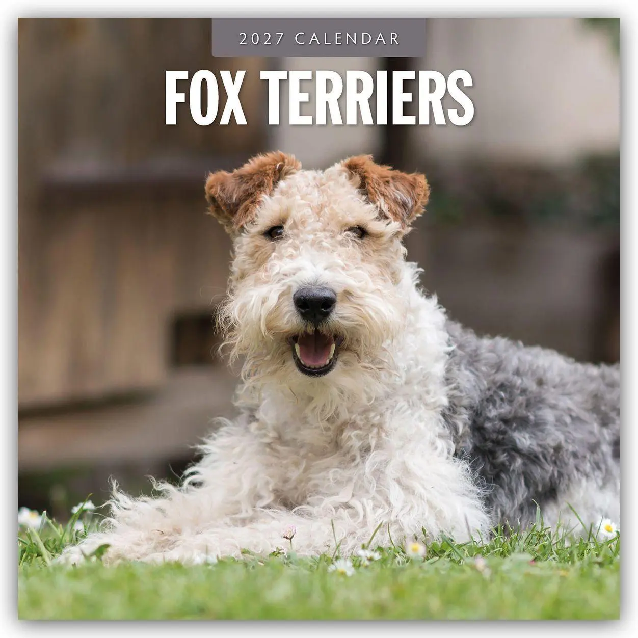 Cover: 9781837012251 | Fox Terriers - Foxterrier 2027 - 16-Monatskalender | Robin Red | 28 S.