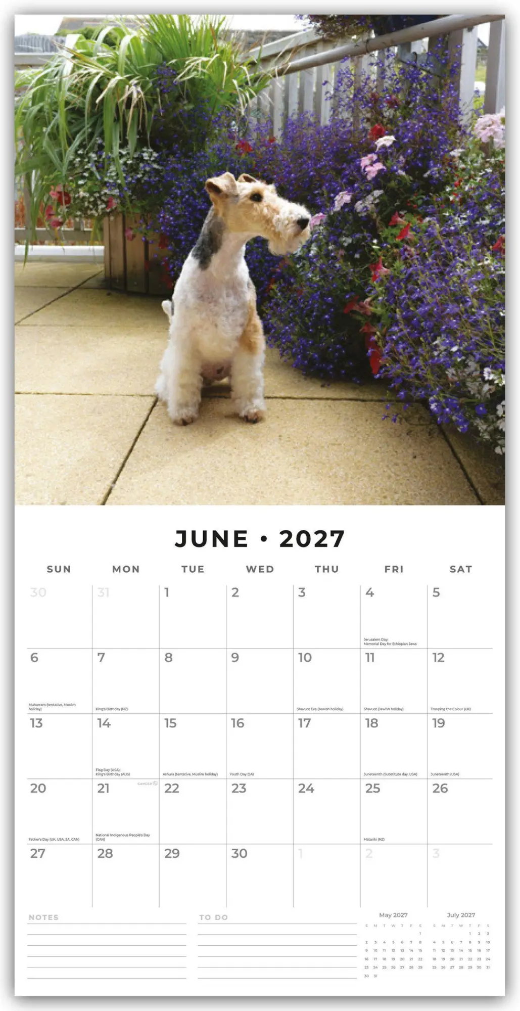 Bild: 9781837012251 | Fox Terriers - Foxterrier 2027 - 16-Monatskalender | Robin Red | 28 S.