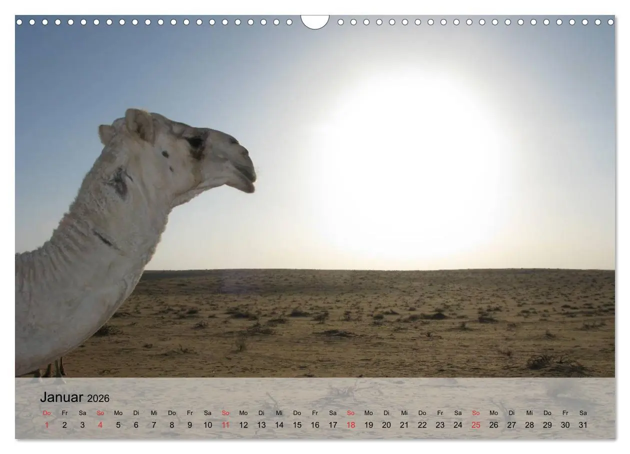Bild: 9783516052251 | Kamele in der Wüstensonne (Wandkalender 2026 DIN A3 quer), CALVENDO...
