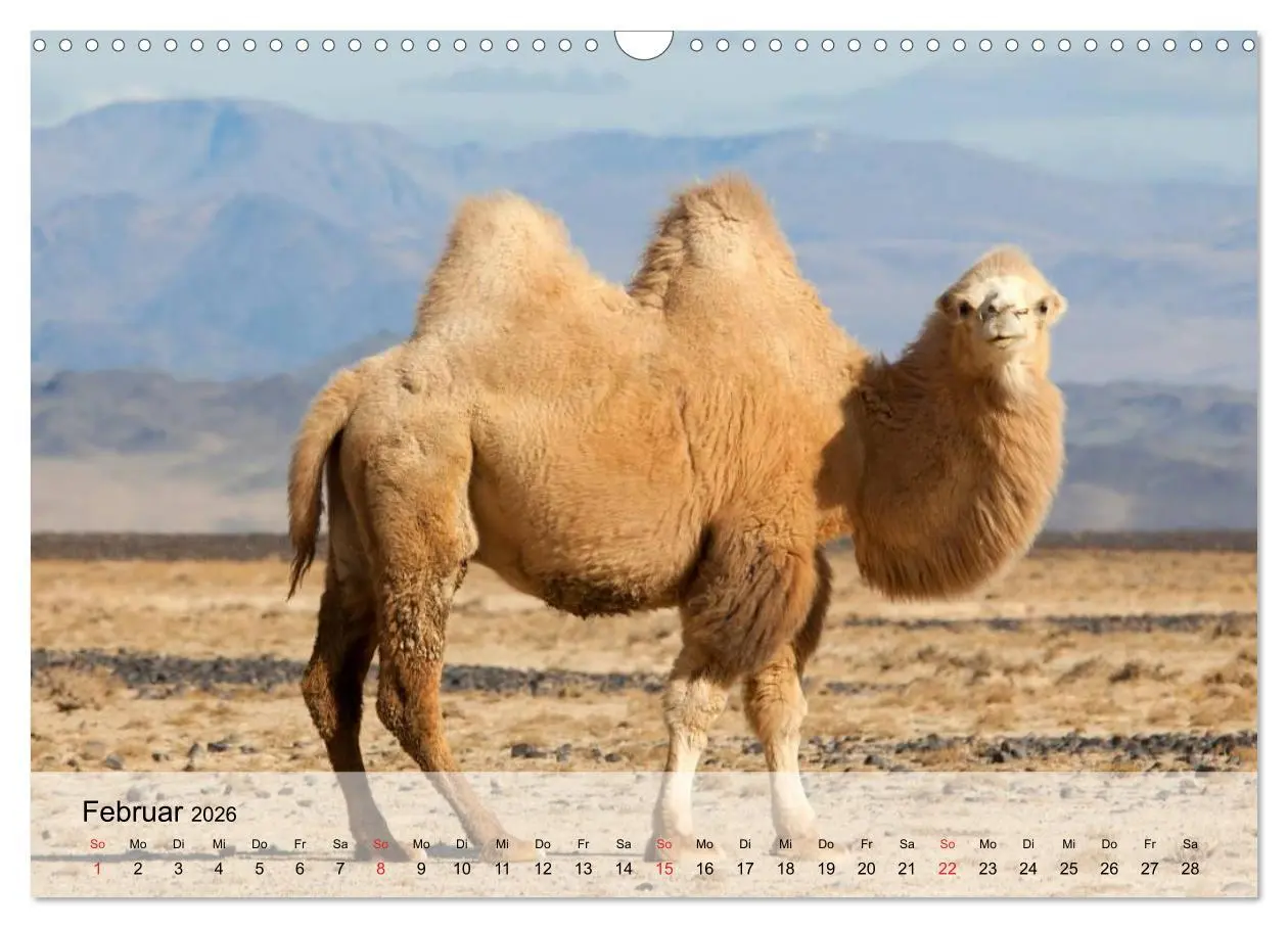 Bild: 9783516052251 | Kamele in der Wüstensonne (Wandkalender 2026 DIN A3 quer), CALVENDO...