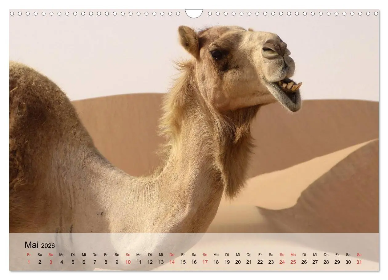 Bild: 9783516052251 | Kamele in der Wüstensonne (Wandkalender 2026 DIN A3 quer), CALVENDO...