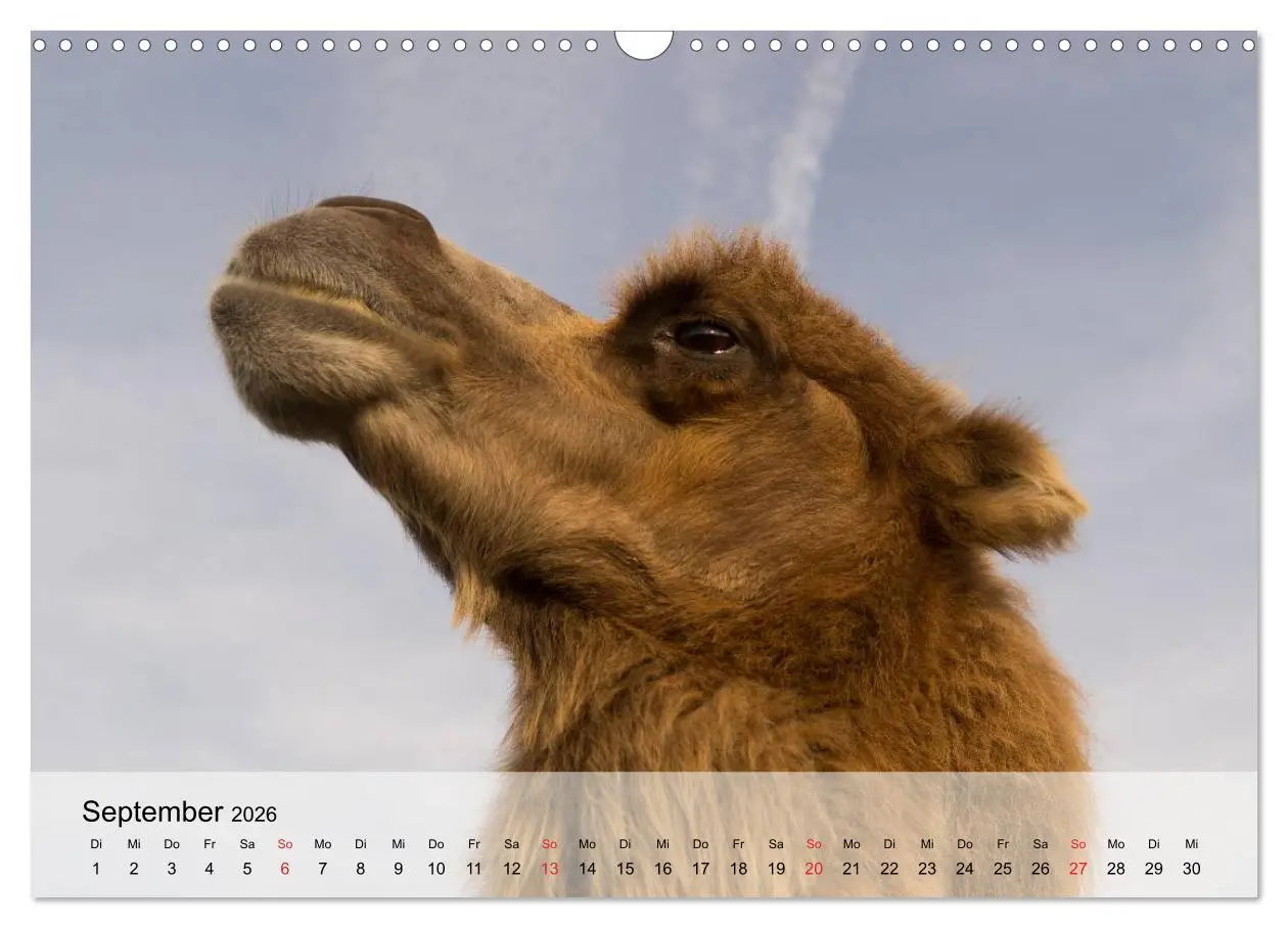 Bild: 9783516052251 | Kamele in der Wüstensonne (Wandkalender 2026 DIN A3 quer), CALVENDO...