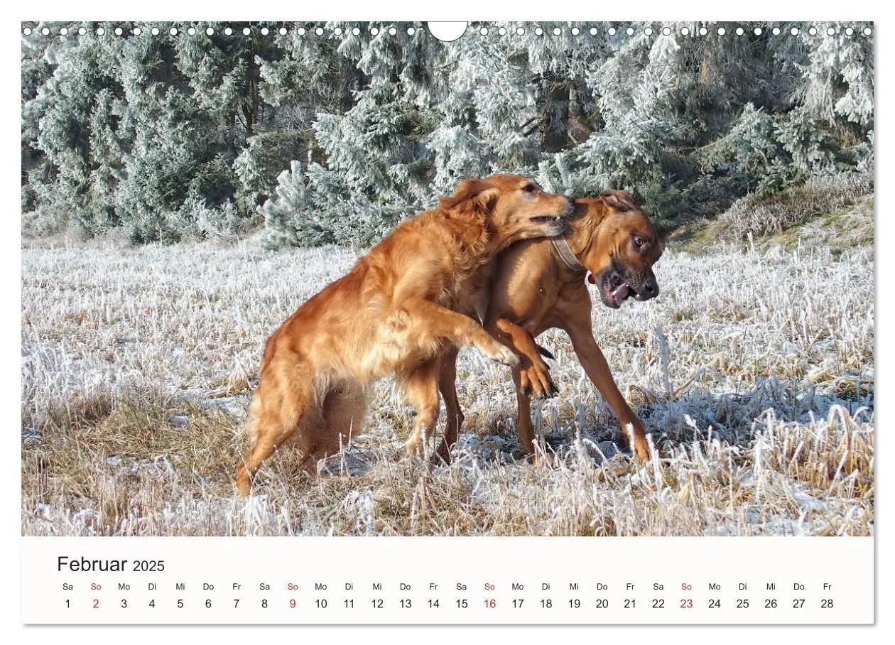 Bild: 9783435482351 | Rhodesian Ridgeback Schönheit aus Afrika (Wandkalender 2025 DIN A3...