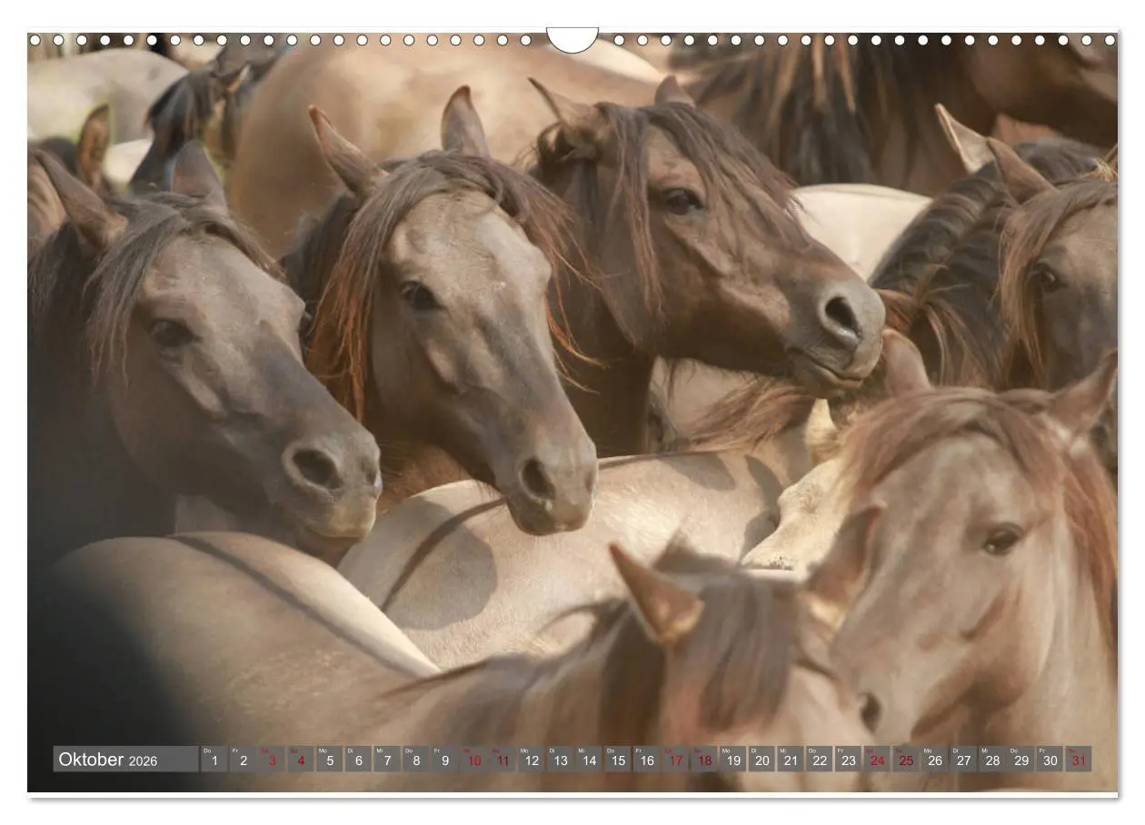 Bild: 9783457882351 | Dülmener Wildpferde - Wildpferde im Meerfelder Bruch (Wandkalender...