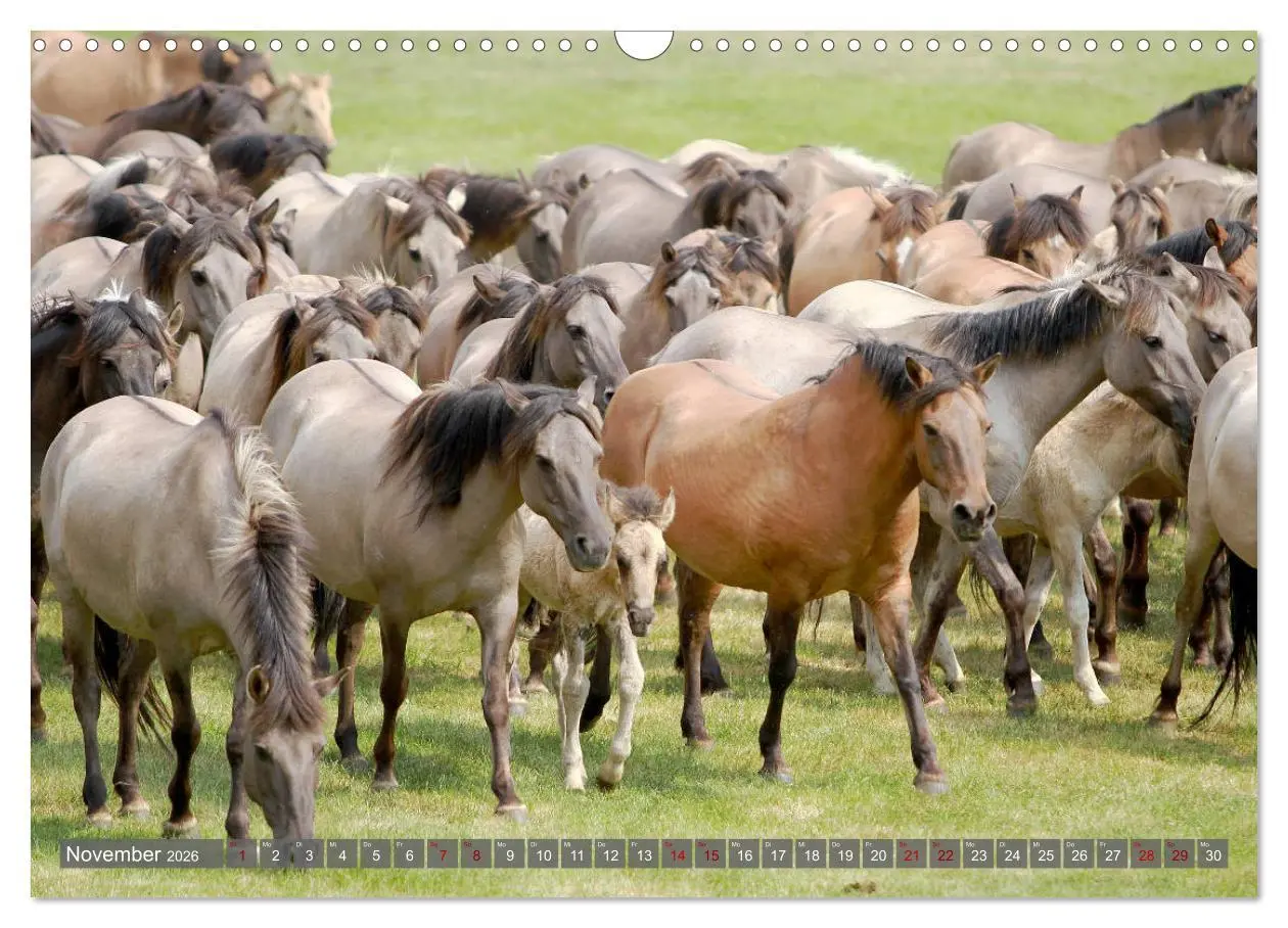 Bild: 9783457882351 | Dülmener Wildpferde - Wildpferde im Meerfelder Bruch (Wandkalender...