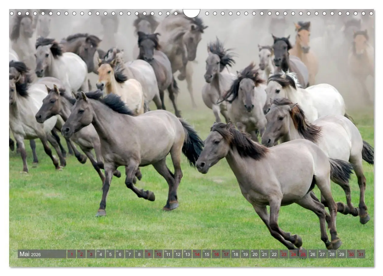 Bild: 9783457882351 | Dülmener Wildpferde - Wildpferde im Meerfelder Bruch (Wandkalender...