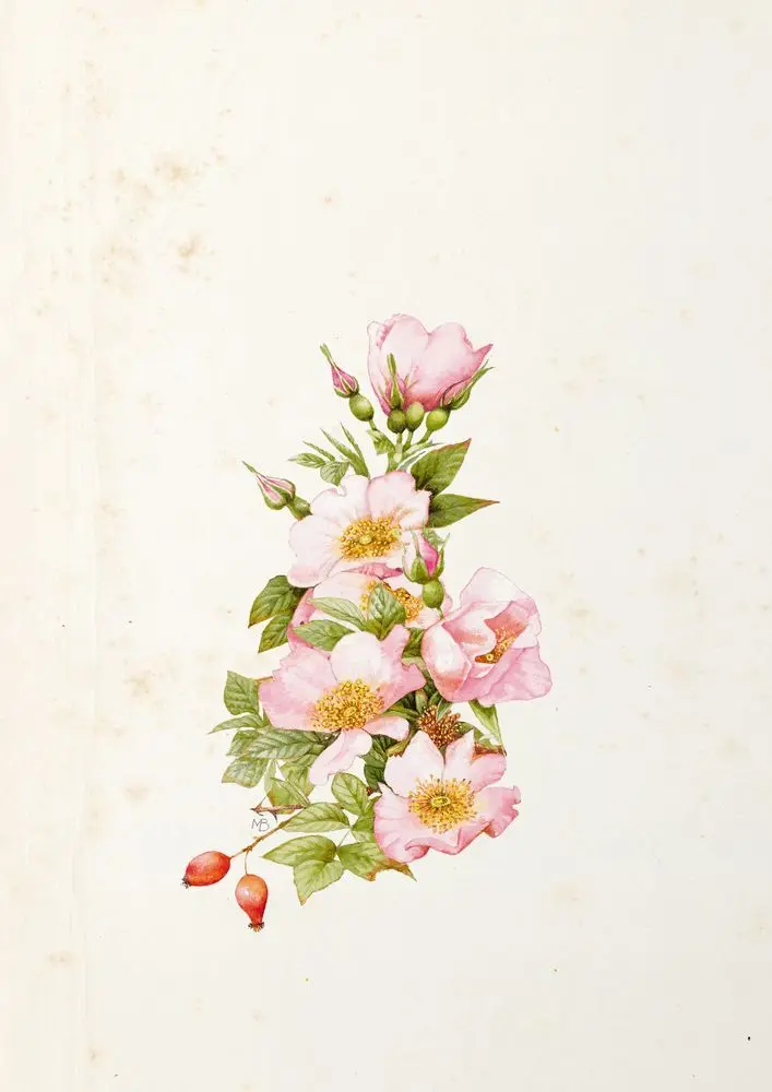 Bild: 9783649632351 | Sturmhöhe | Emily Brontë | Buch | 272 S. | Deutsch | 2019
